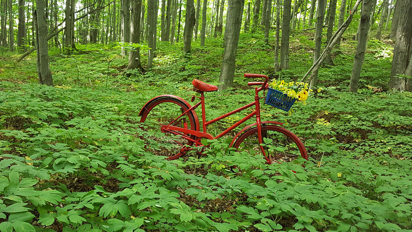 Immerse Yourself in Nature at Singhampton Sculpture Forest